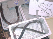 200906_hamochina.jpg
