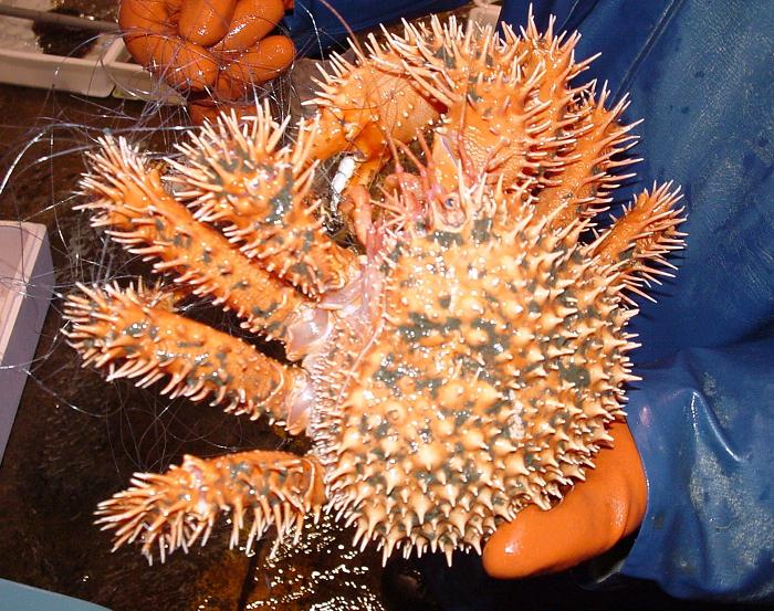 活イガグリガニ: 号外(株)小田原魚市場