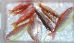 20101016_bs.jpg