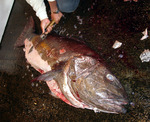20111027_nudethrow.jpg