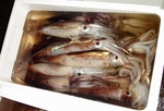 20140116_surumeika.jpg