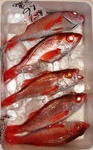 20140118_akamutt.jpg