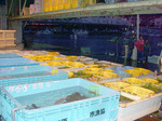 20080105_hirame03.jpg