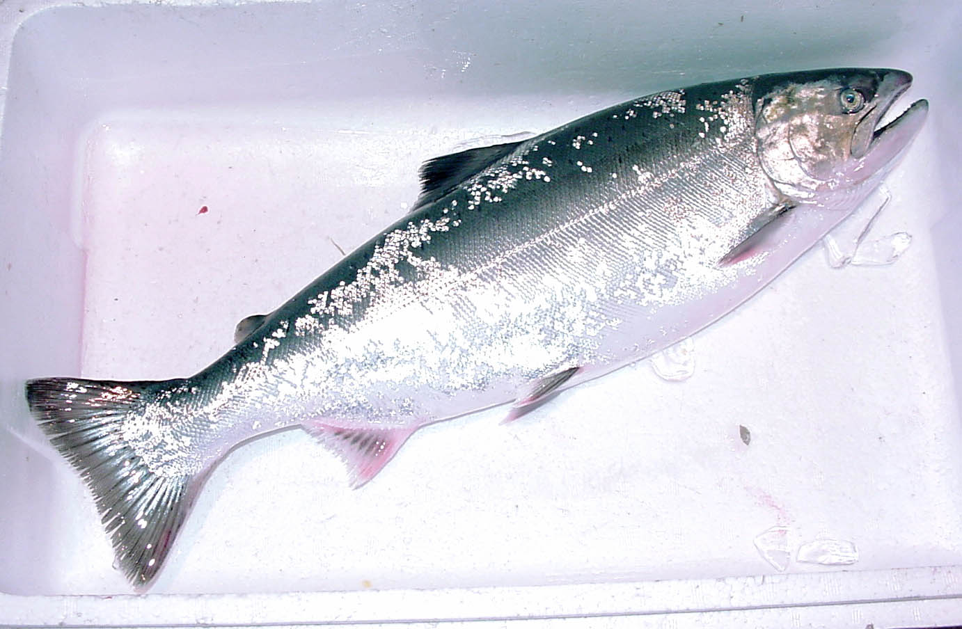 サクラマス 2009: 号外(株)小田原魚市場 サクラマス 2009: 号外(株)小田原魚市場