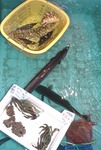 20090825_joro.jpg
