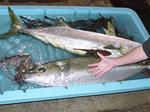 20100403_masa.jpg