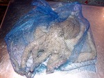 20100709_octp.jpg