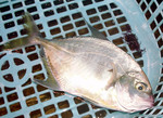 20100927_hiraaji.jpg