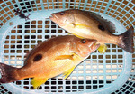 20100927_kurohosi.jpg