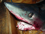 20100927_shark.jpg