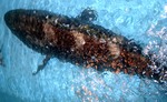 20101112_uboat.jpg
