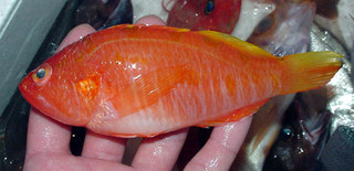 20110116_kasumi.jpg
