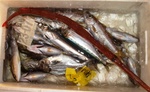 20111220_kuchimon.jpg