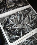 20120123_pikorina.jpg