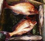 20120409_mtsnupp.JPG
