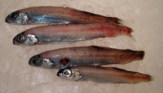 20120421_bottom.jpg