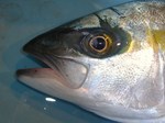 201206_hiramsa.JPG