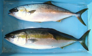 201206_waramasa.JPG