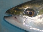 201206_warasa.JPG