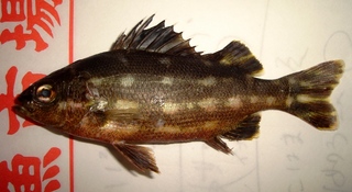 20120807_ohimesama.jpg