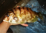 20120903_eyeone.jpg