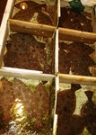 20130304_hirame.jpg