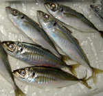 20130309_maaag.jpg