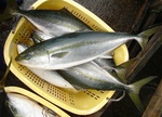 20130425_burrr.jpg