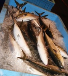 20130523_buriura.jpg