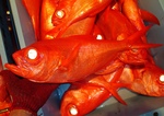 20130607_kinme.jpg
