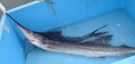 20130801_bluefins.jpg