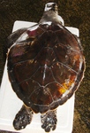 20130804_aocameda.jpg