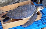 20130917_turtle.jpg