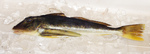 20140225_goldhobo.jpg