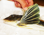 20140225_goldhobo2.jpg