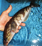 20140225_hokkey.jpg