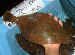 20140225_karei.jpg