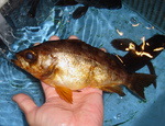 20140225_meball.jpg