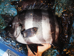 20140225_sirokuro.jpg