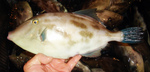 20140225_uma.jpg