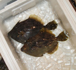 201411_kawahagg.jpg