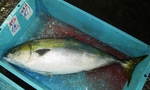 20141224_bububulli.jpg