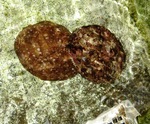 20150106_meka.jpg