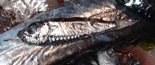 20150216_kusanjo.JPG