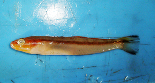 20150514_nishiki.JPG