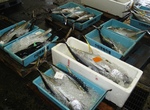 20150609_kihada1.jpg