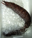 20150818_torautu.jpg