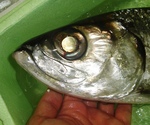 20151023_carpface.jpg