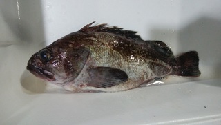 201809_kitune.jpg