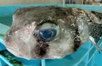 20250610_gaki.jpg